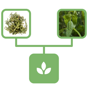 Werbena cytrynowa liść NATURALNY SKLEP 200 g aromatyczna herbatka na sen